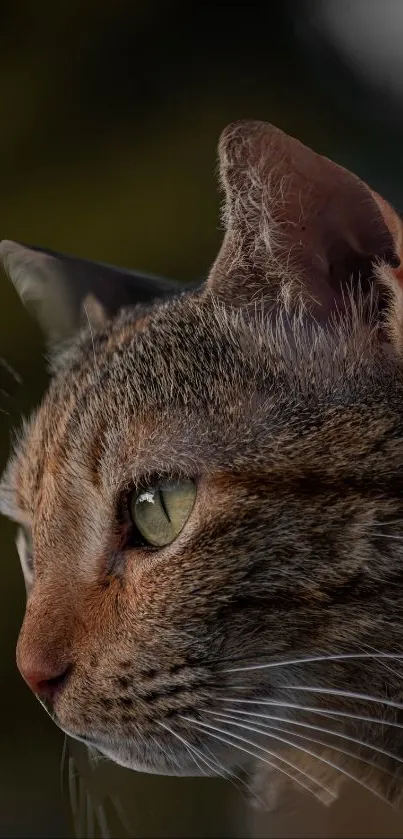 Profile view of a cat with detailed fur and green eye on a brown background.