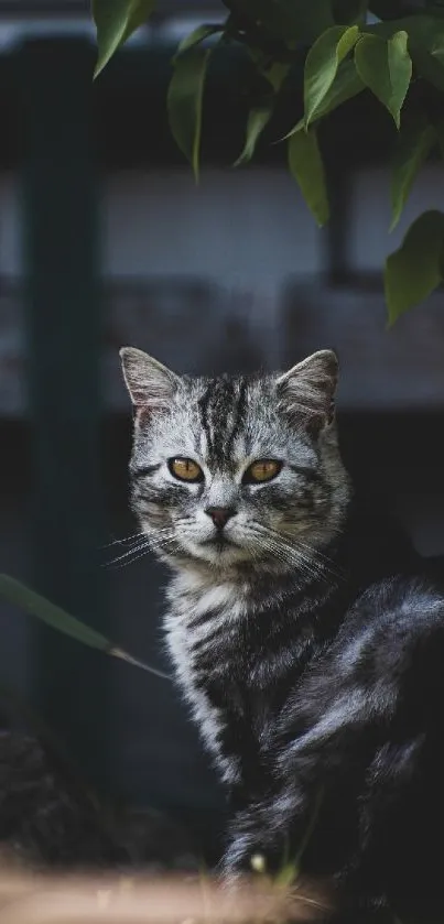 A striped cat sitting under green leaves in a dark, serene setting.