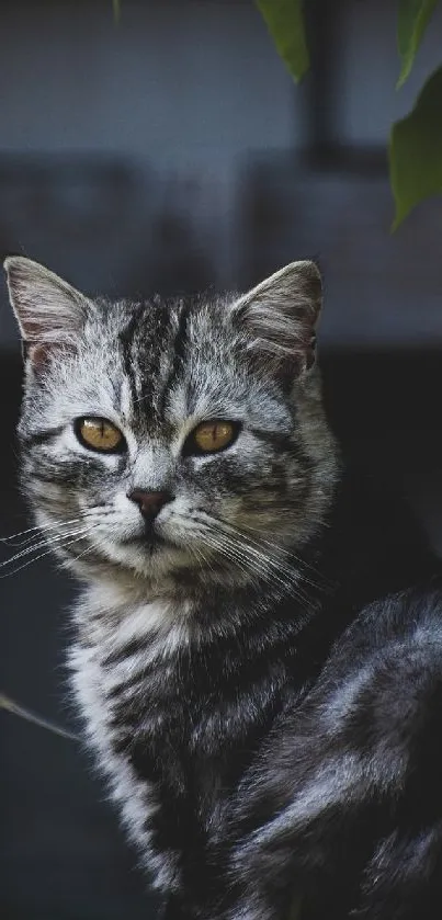 Gray tabby cat with dark green leaves.