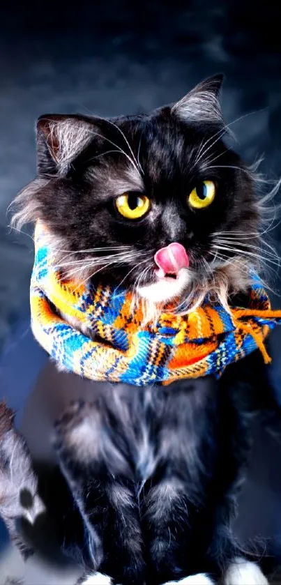 Black cat with vibrant orange and blue scarf.