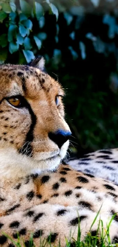 Cheetah resting in lush greenery, showcasing its spotted fur and elegant posture.