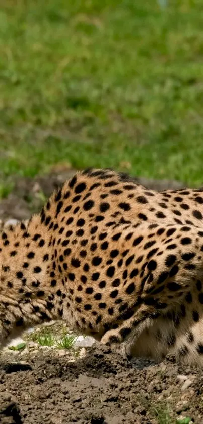 Cheetah gracefully resting on natural terrain with vibrant green backdrop.