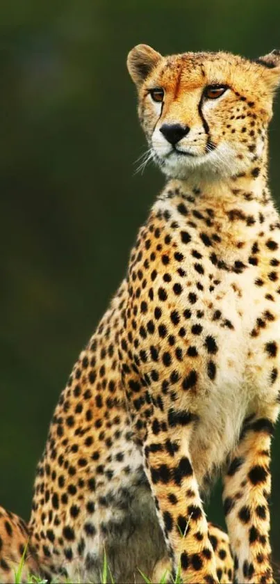 Cheetah sitting on grass with a green background.