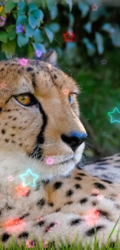 Cheetah resting with neon stars overlay.