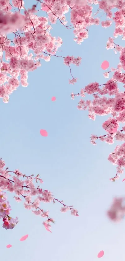 Cherry blossoms against a clear blue sky, creating a serene and elegant phone background.