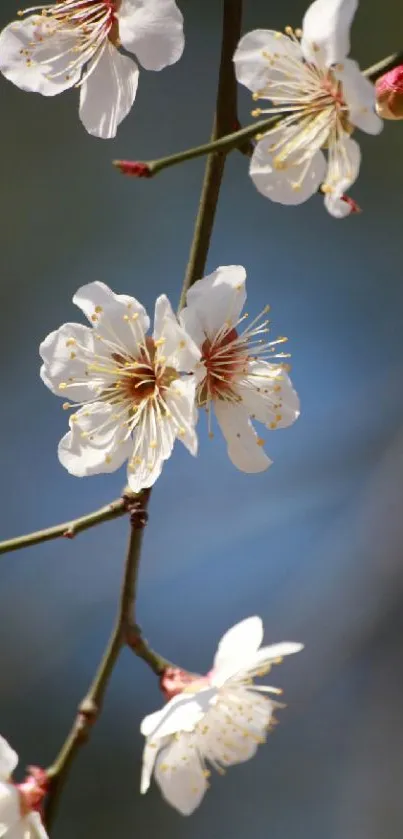 Cherry blossom branch with white flowers against a blue sky.