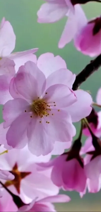 Cherry blossom mobile wallpaper with pink flowers on a green background.