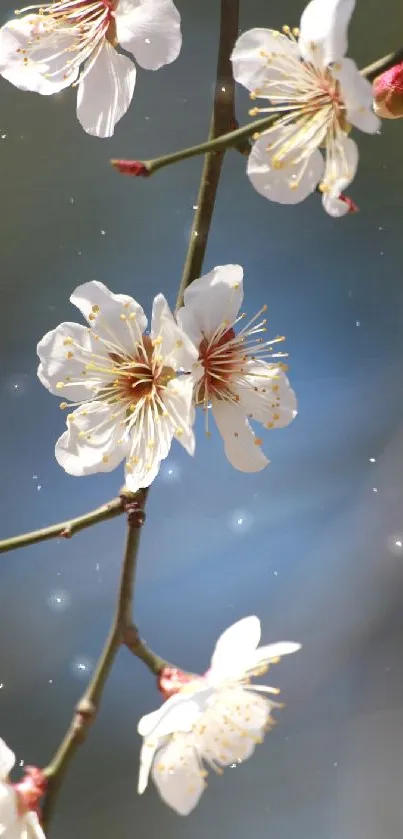 Beautiful cherry blossom branch with a serene sky backdrop.