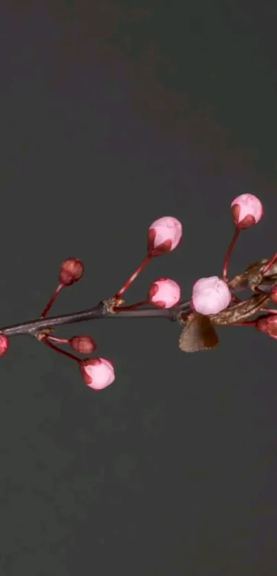 Cherry blossom branch with pink buds on a dark gray background.