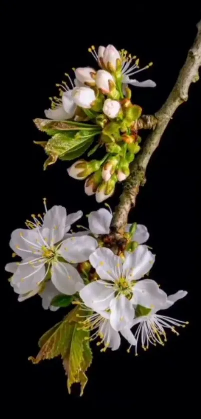 Cherry blossom branch with fresh flowers on black background.