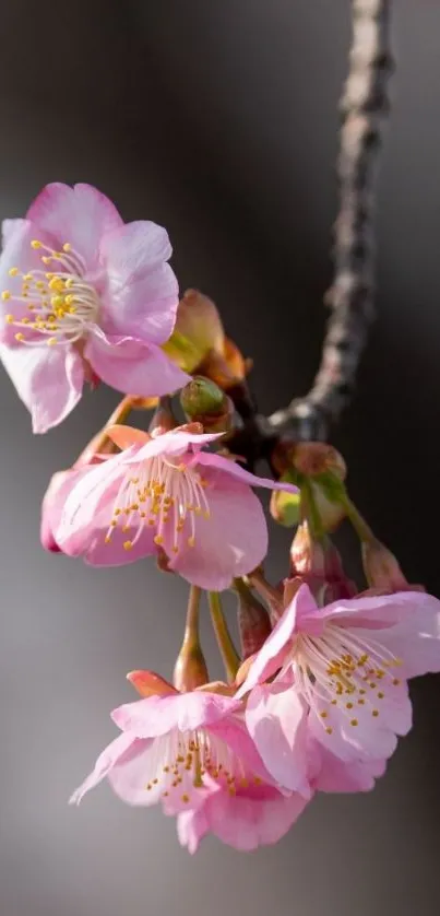 Close-up of pink cherry blossoms on a branch.