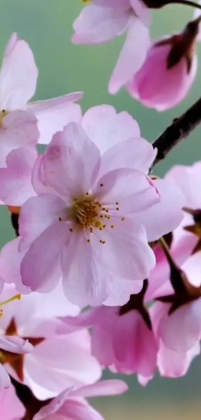 Delicate pink cherry blossom flowers on branches against a soft green background.