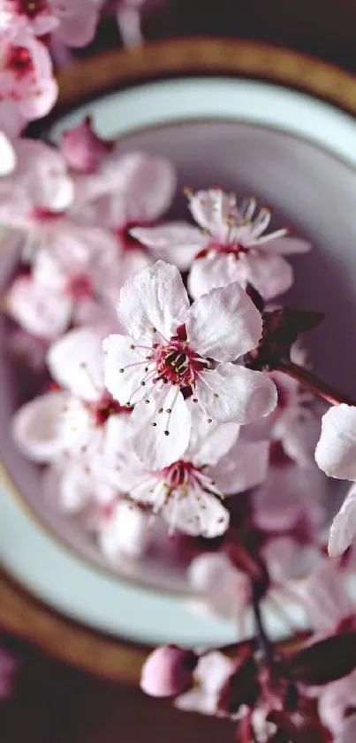 Cherry blossom close-up with soft pink petals in elegant design.