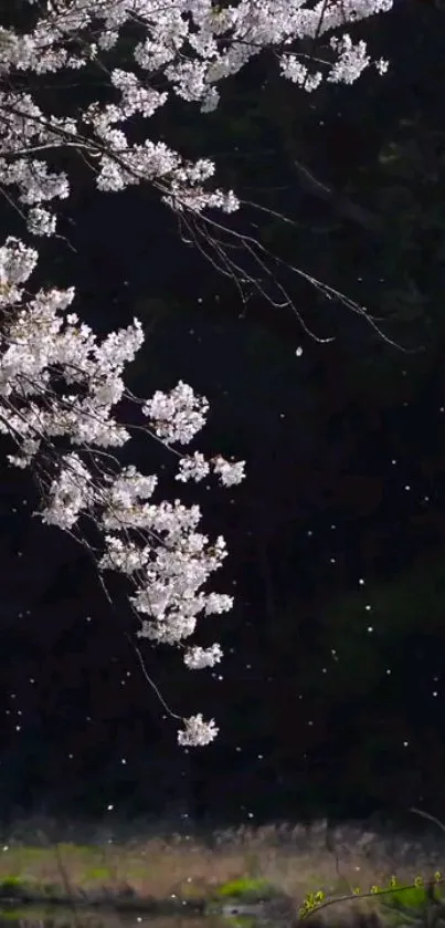 Cherry blossom branches at night with delicate petals.