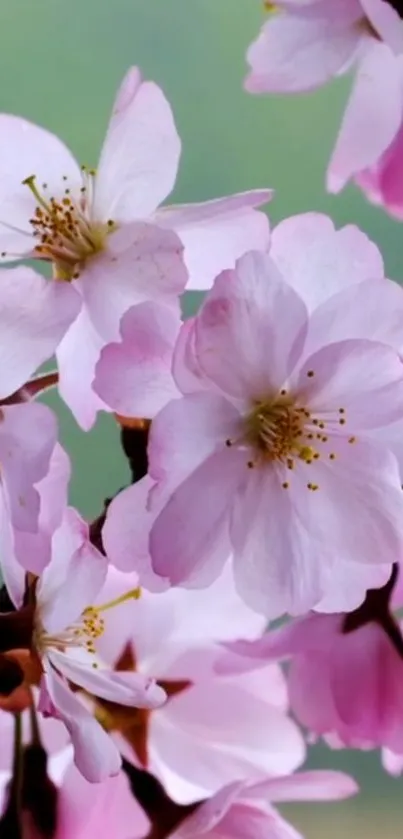 Pink cherry blossoms on a branch with a soft green background.