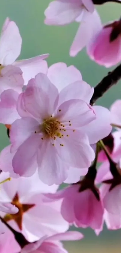 Pink cherry blossoms on a branch, soft background.