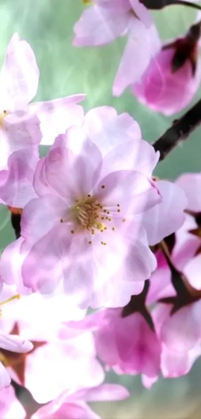 Cherry blossom branches with pink petals against a blurred green background.