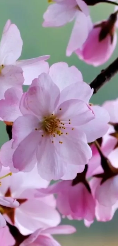 Cherry blossom wallpaper with pink blooms and green background.