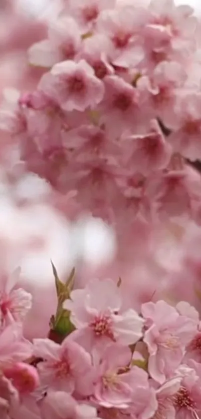 Beautiful pink cherry blossoms in full bloom.