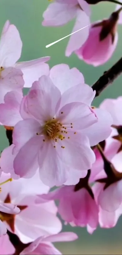 Cherry blossoms with pink petals on a branch in full bloom.