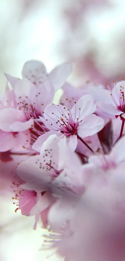 Elegant pink cherry blossom mobile phone wallpaper.