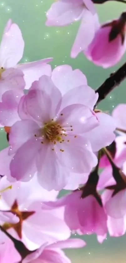 Cherry blossoms on a branch with a soft pink and green background.