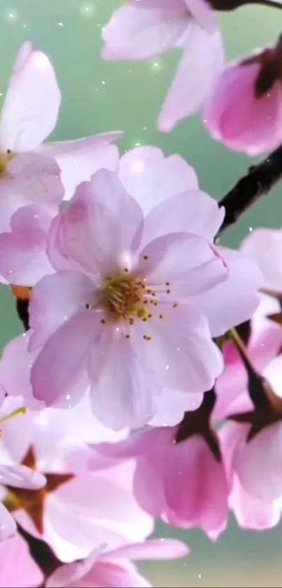 Beautiful cherry blossoms in pink hues on a mobile wallpaper.