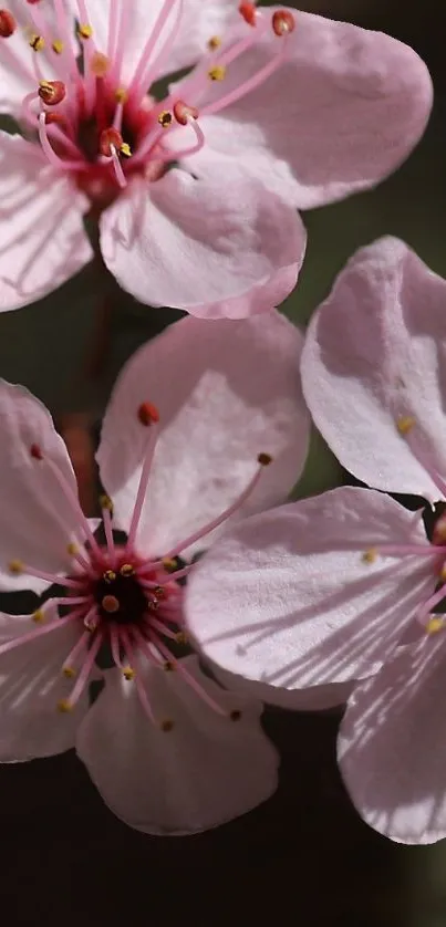 Elegant cherry blossom wallpaper with vibrant pink petals in close-up view.
