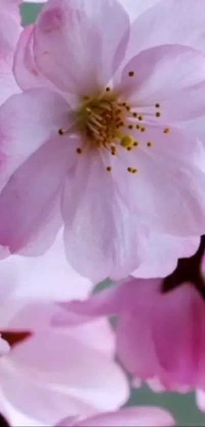 Elegant pink and white cherry blossoms in full bloom on a mobile wallpaper.