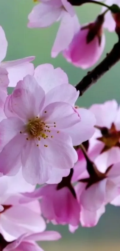 Cherry blossom branches with pink flowers against a green background.