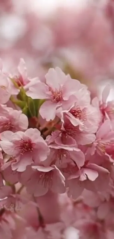 Cherry blossoms in full bloom with soft pink petals against a blurred background.