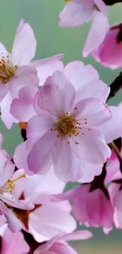 Cherry blossoms in full bloom with pink petals.