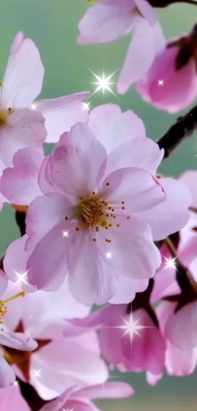 Cherry blossom wallpaper with pink petals and stars.