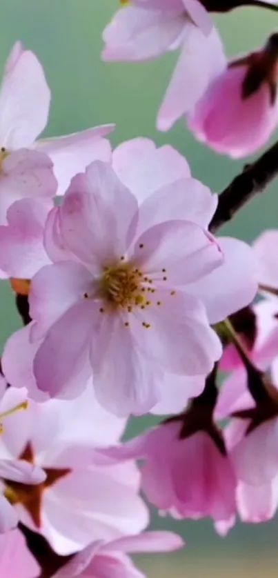 Cherry blossoms with pink and white petals on a branch.