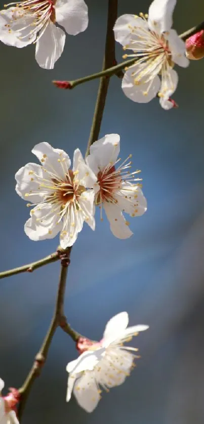 Cherry blossoms on a branch with a blue background.