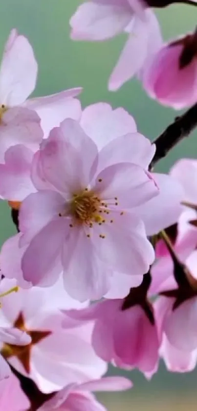 Cherry blossom wallpaper with pink flowers.