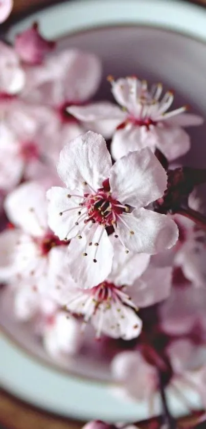 Cherry blossom wallpaper with pink flowers in elegant design.