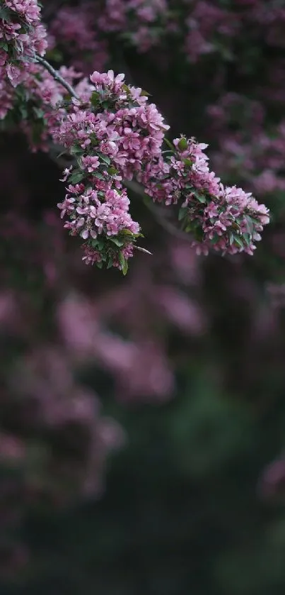 Mobile wallpaper with cherry blossoms in vivid pink against a blurred green background.