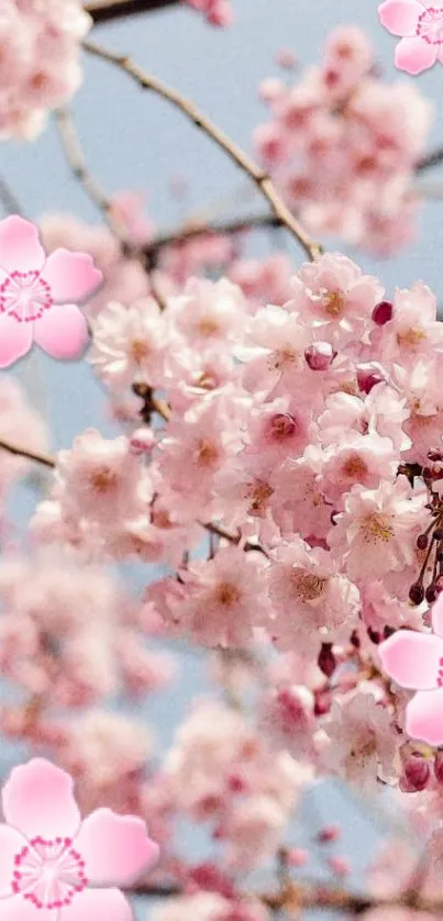 Cherry blossoms in soft pink hues on branches.