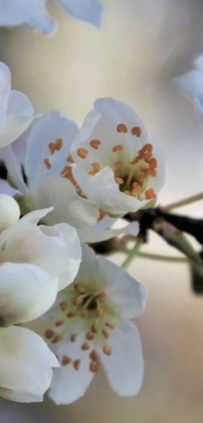 Cherry blossom wallpaper with white petals and soft background.