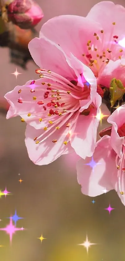 Pink cherry blossom flowers on a branch with blurred background.