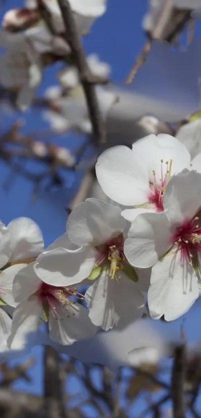 Cherry blossoms in full bloom against a clear blue sky.