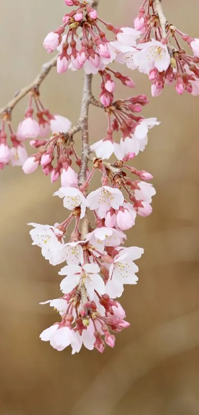 Elegant cherry blossom branch with soft pink flowers.
