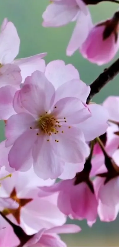 Delicate cherry blossoms in pink and white on a mobile wallpaper.