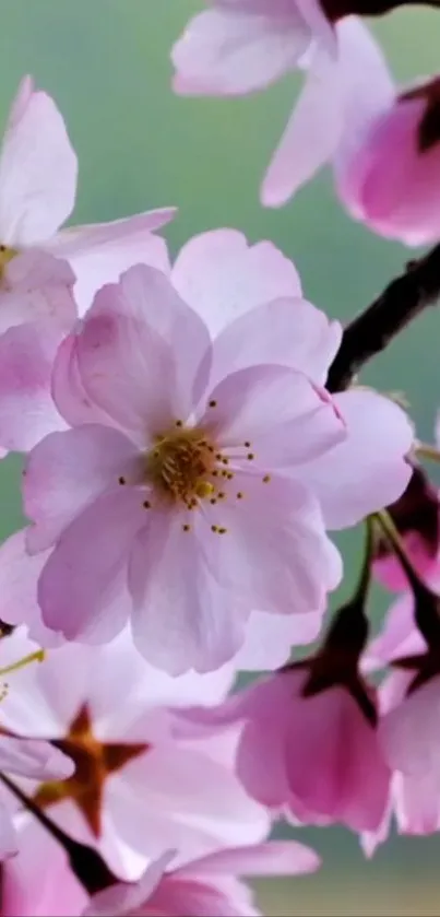 Cherry blossom wallpaper with pink flowers.