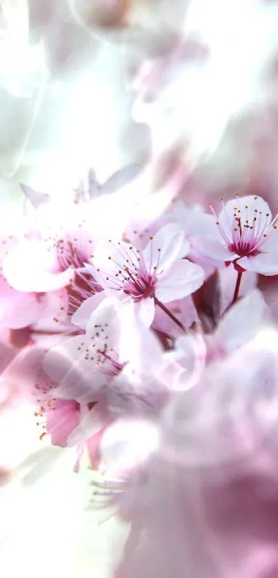 Cherry blossom wallpaper with pink petals in soft focus.