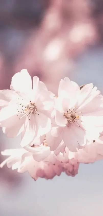 Cherry blossoms with soft pastel hues in a soothing wallpaper.