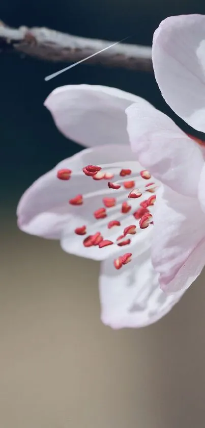 Cherry blossom with pink petals on a delicate branch.