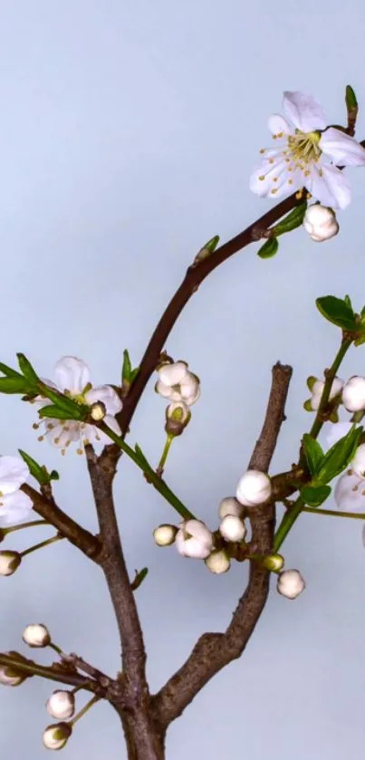 Elegant cherry blossom on light blue background.