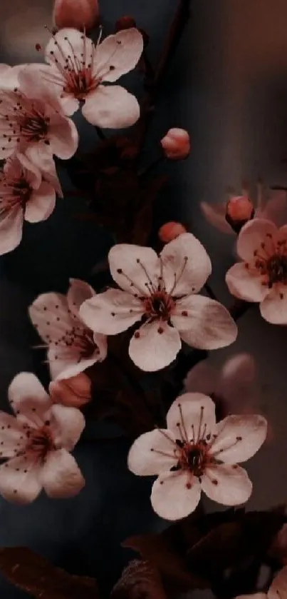 Delicate cherry blossoms on a dark background.